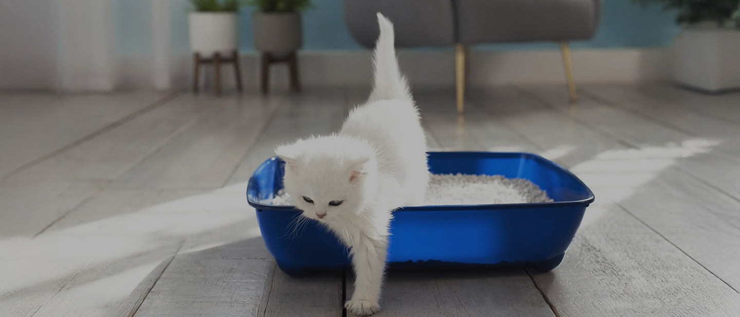 where-to-put-the-cat-litter-box-the-dos-and-donts-xl_1649933906721.jpg