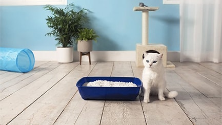 Help, my cat is refusing to use their cat litter tray
