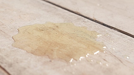 Marcature di urina o evitamento della lettiera? Come capire la differenza.