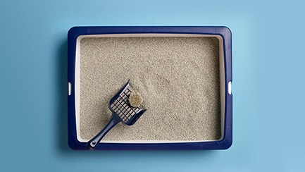 4 cose che devi sapere per tenere pulita la cassetta igienica del tuo gatto.