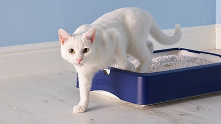 Perché la lettiera del mio gatto emana cattivo odore?